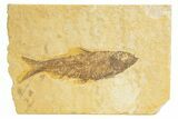 Detailed Fossil Fish (Knightia) - Wyoming #318552-1